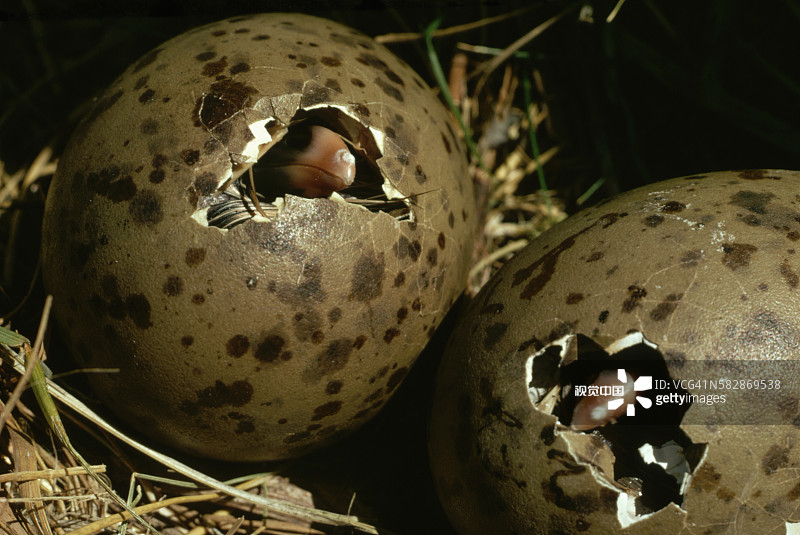 海鸥蛋孵化图片素材