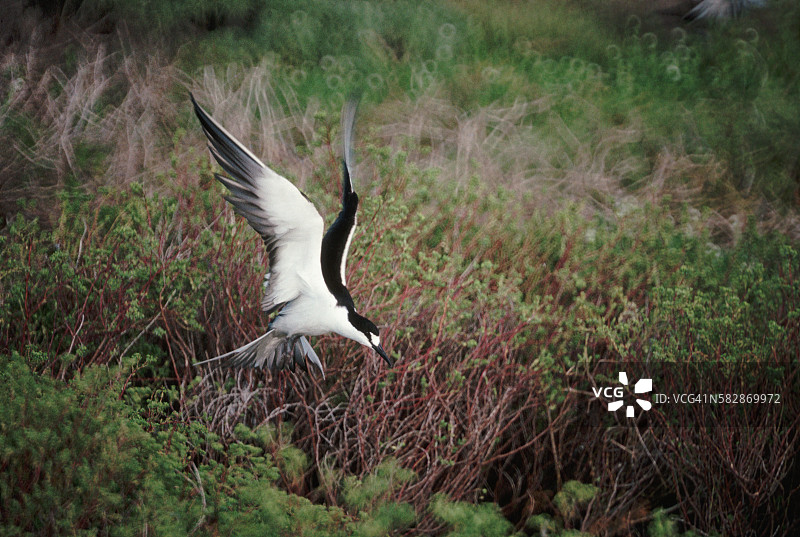 乌燕鸥图片素材