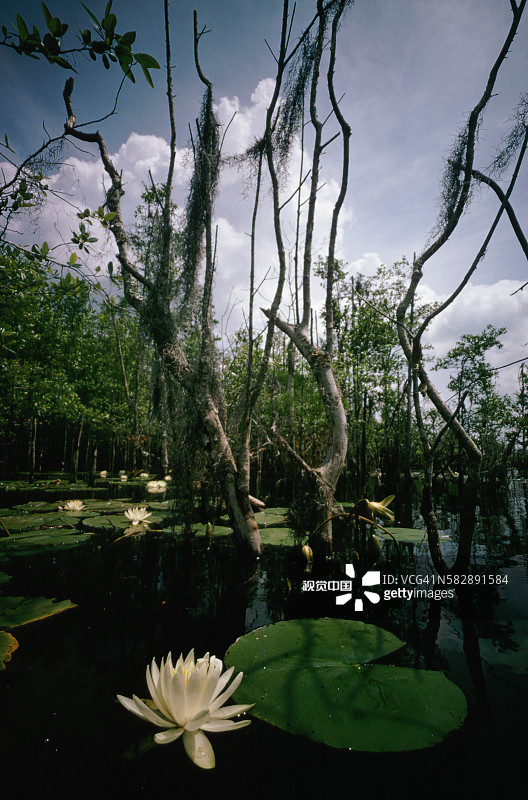 奥克弗诺基沼泽的睡莲和藤蔓图片素材