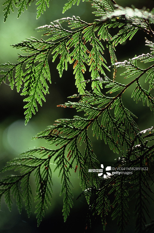 阳光下的常绿针叶图片素材