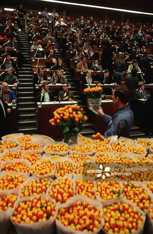 拍卖郁金香图片素材