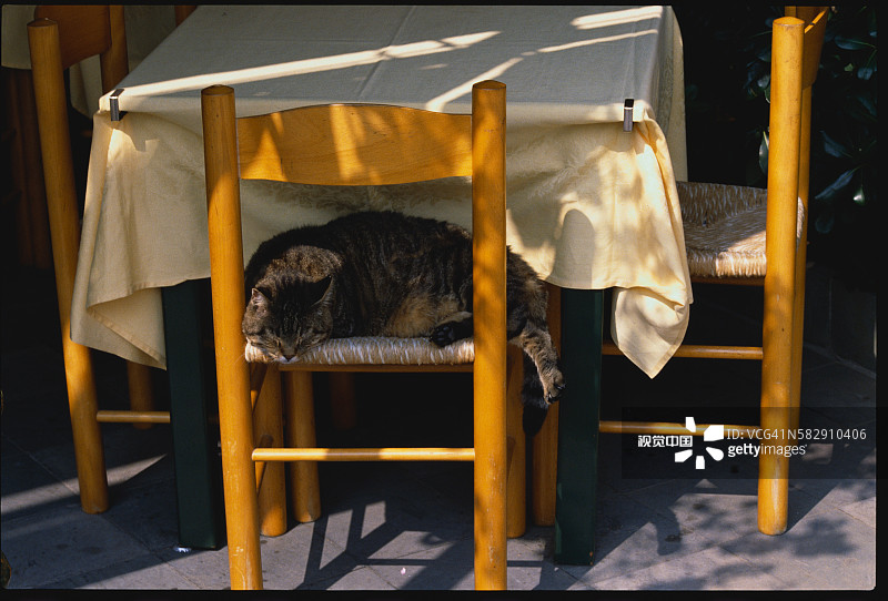 睡在椅子上的猫图片素材