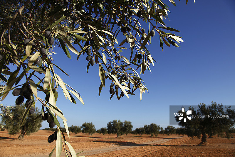 非洲突尼斯：加贝斯橄榄树种植园图片素材