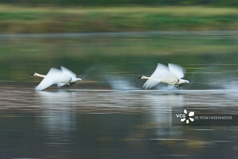 大号角天鹅起飞图片素材