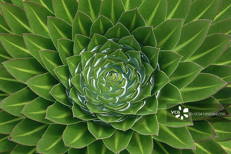 半边莲竹丛植物中的积水图片素材