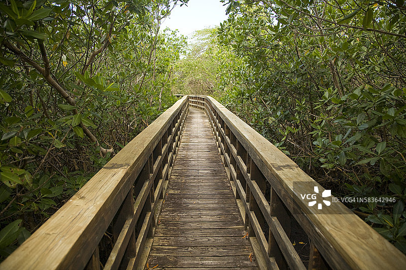 穿过红树林的木板路图片素材