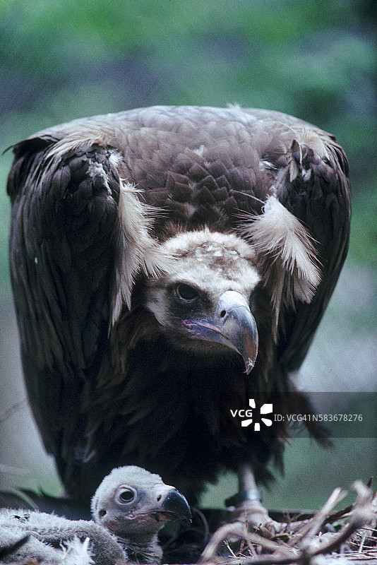 带雏鸟的秃鹫图片素材