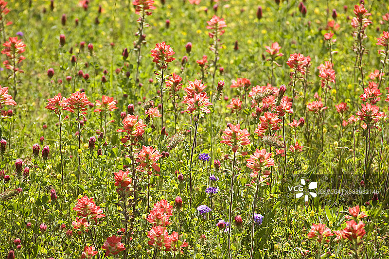 路边的野花图片素材