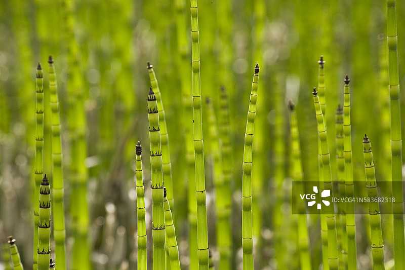 德克萨斯州博蒙特植物园的马尾草图片素材