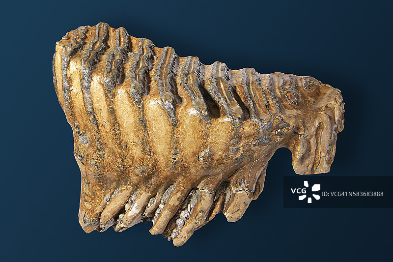 猛犸象的后槽牙图片素材