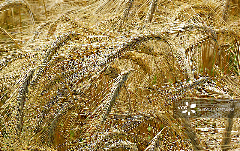 大麦植株图片素材