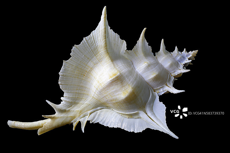 雪花海旋螺图片素材