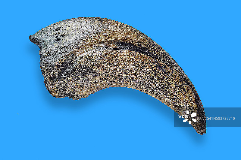 霸王龙脚趾爪图片素材