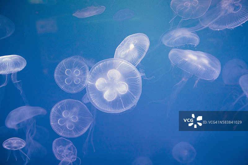 水中游泳的成群水母图片素材