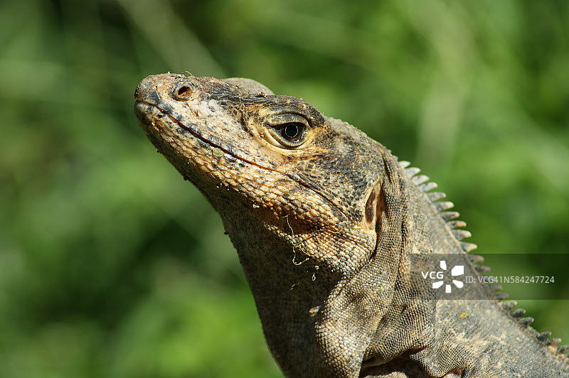 黑色栉蜥图片素材