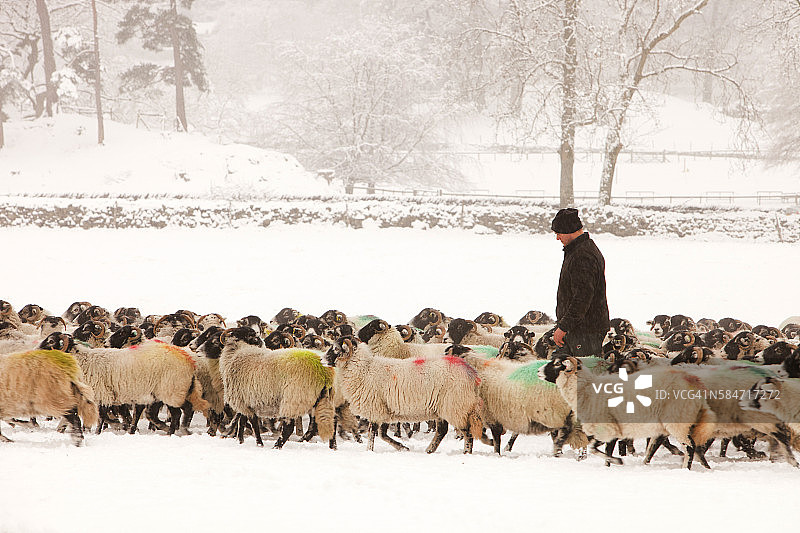 农民在湖区莱德尔为羊群提供冬季饲料图片素材