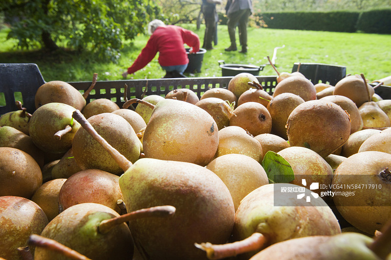 在英国坎布里亚郡，彭里斯附近的Acorn Bank果园中采摘梨以制作梨酒图片素材