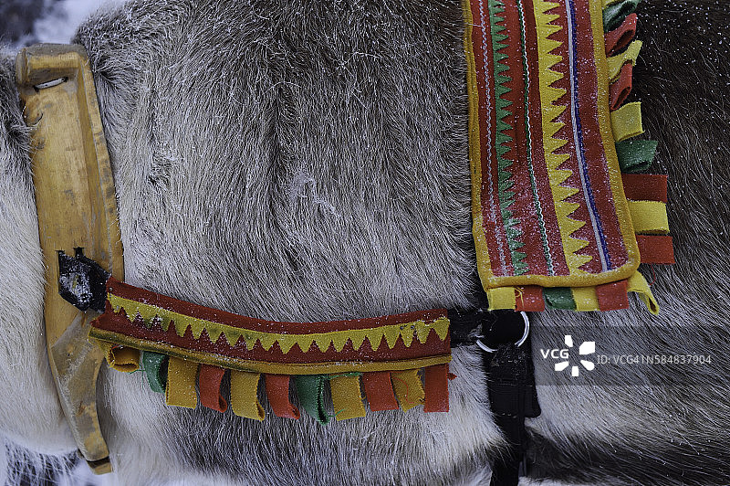 瑞典拉普兰的驯鹿雪橇之旅图片素材