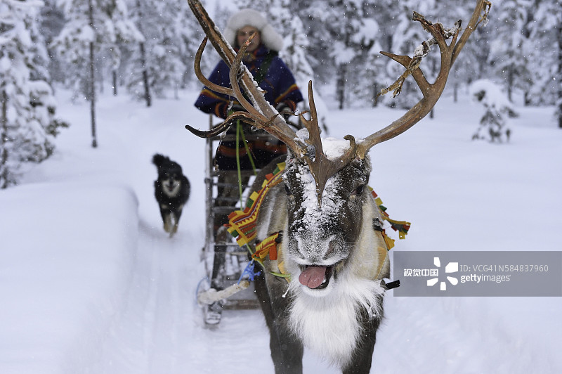 瑞典拉普兰的驯鹿雪橇之旅图片素材