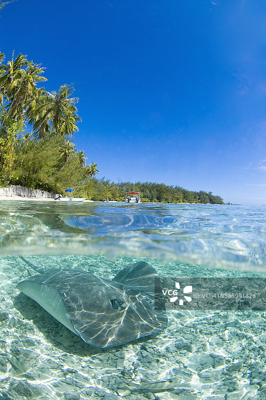 黄貂鱼图片素材