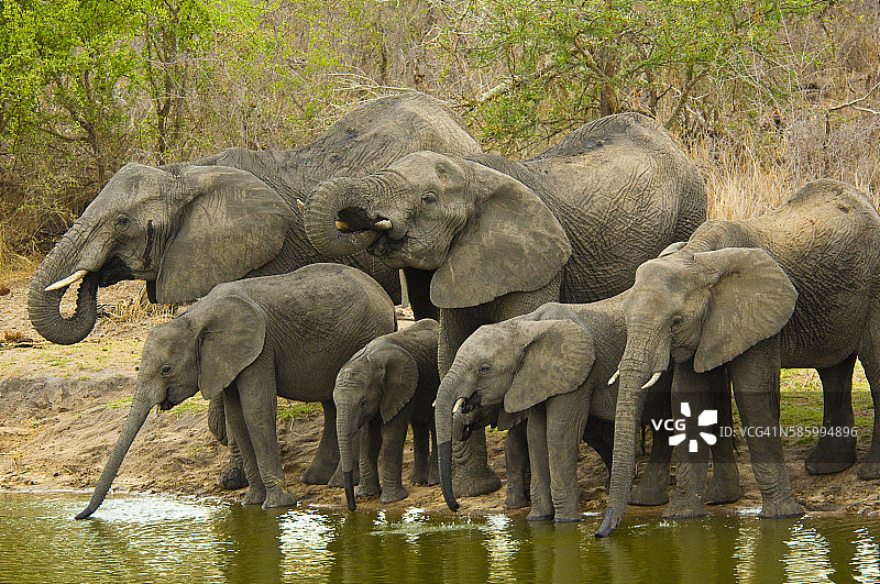 隆多洛齐禁猎区水坑旁的大象图片素材