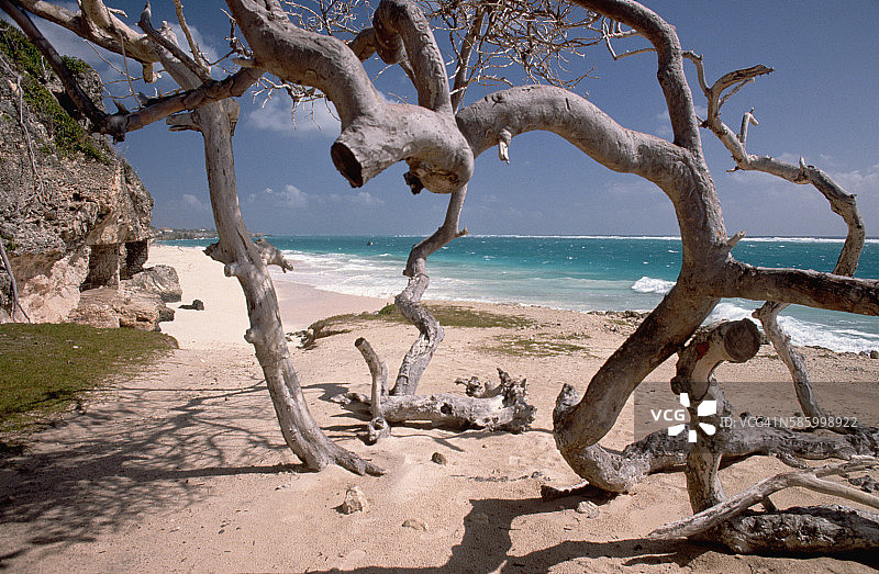 起重机海滩的漂流木图片素材