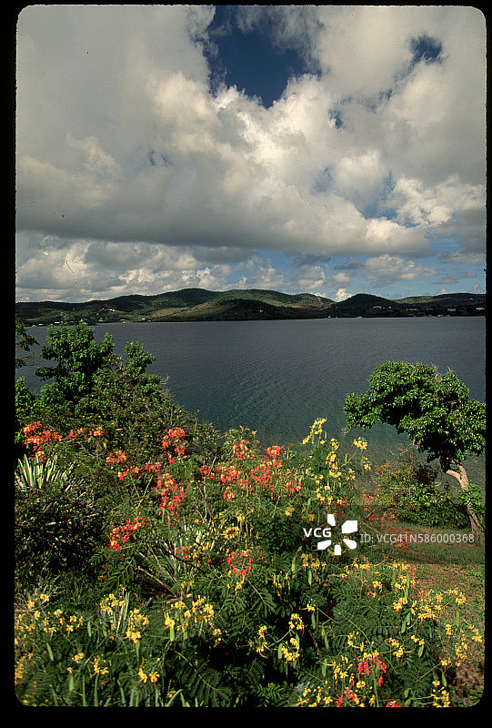 库莱布拉岛水边的花朵图片素材