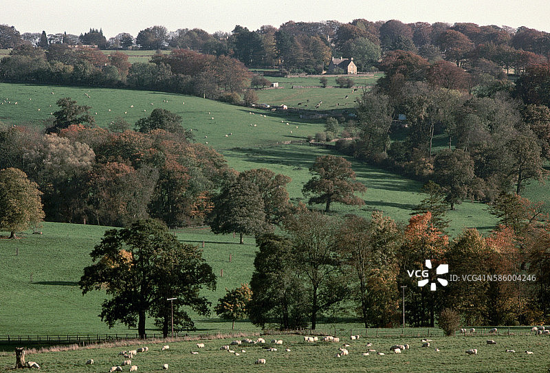 农田放牧的绵羊图片素材