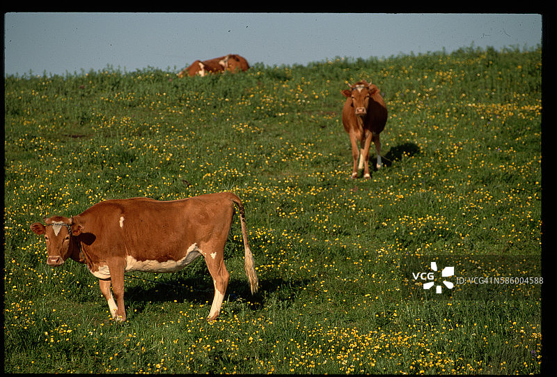 根西岛乳牛图片素材