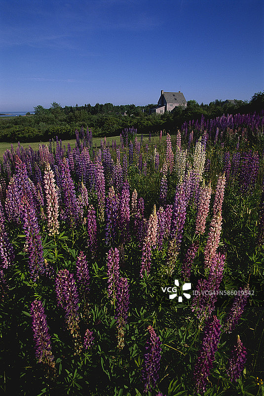 羽扇豆花田图片素材