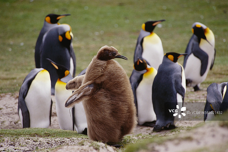 成年和未成年国王企鹅图片素材
