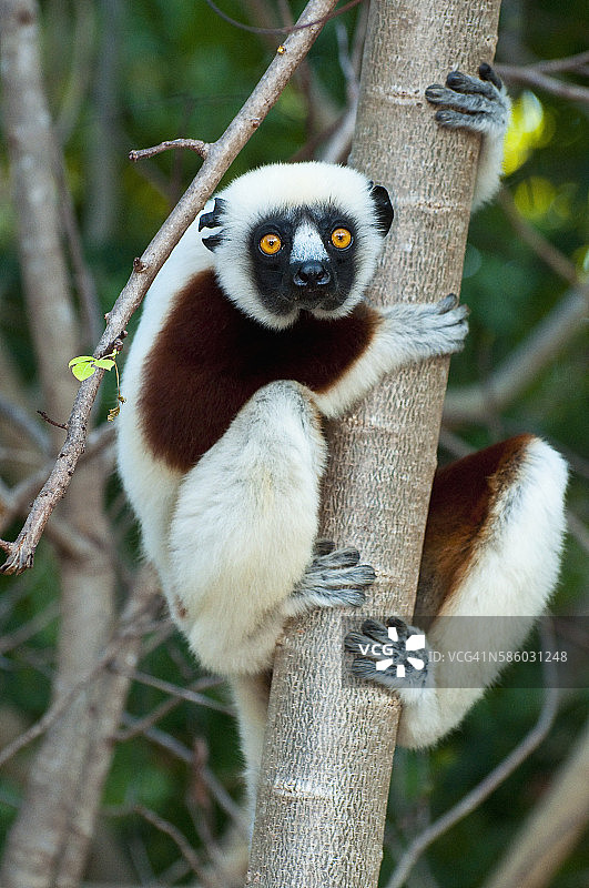 马达加斯加安贾扎维森林的科克雷尔冕狐猴图片素材