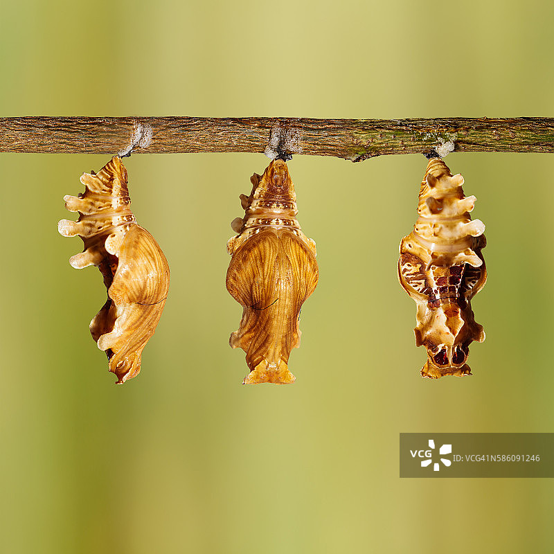 玫瑰凤蝶蛹图片素材