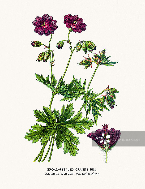 起重机的吊钩图片素材