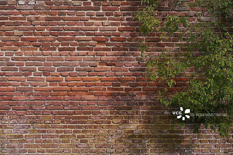 砖砌石墙与绿色植物图片素材