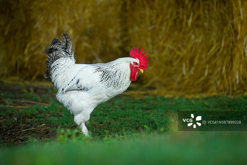 户外白色公鸡图片素材