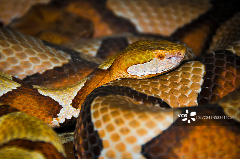 铜斑蛇图片素材