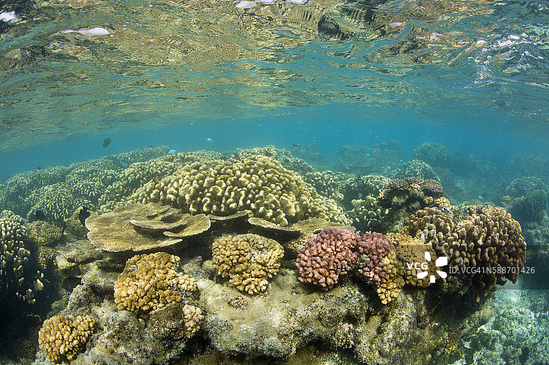 比基尼环礁泻湖中的珊瑚礁，马绍尔群岛，太平洋图片素材