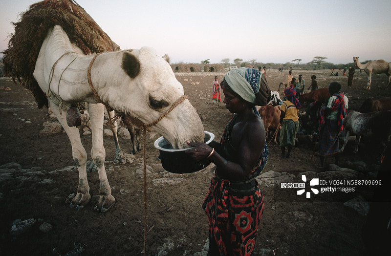 索马里妇女喂骆驼喝水图片素材