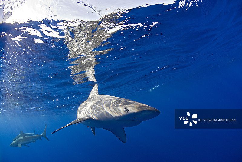 加拉帕戈斯鲨鱼，马绍尔群岛，太平洋图片素材