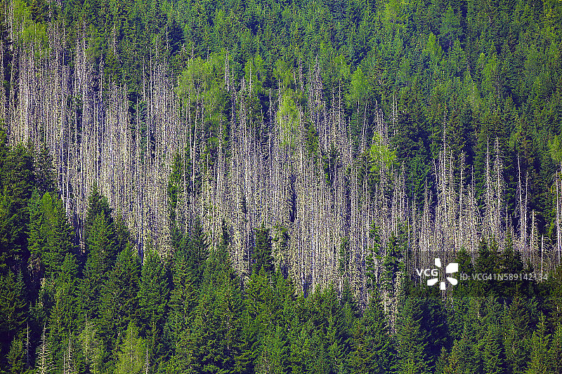 树皮甲虫图片素材