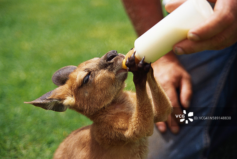 牧场主喂养小袋鼠图片素材
