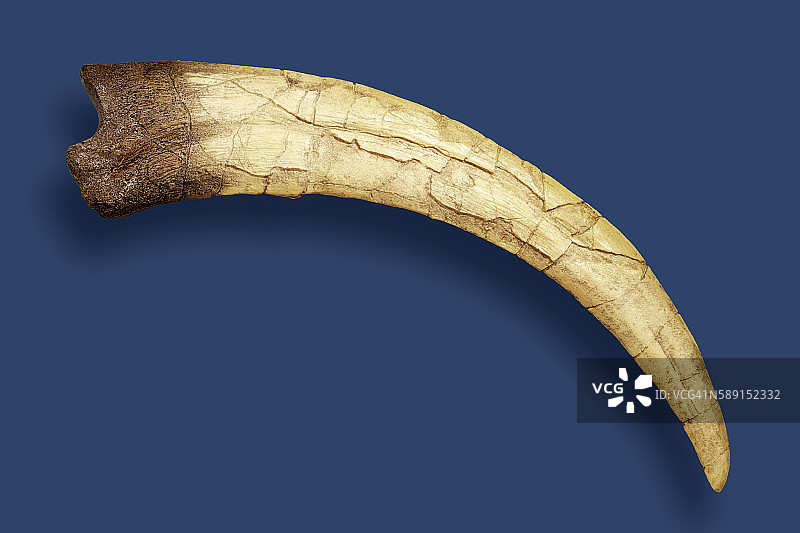 镰刀龙爪图片素材