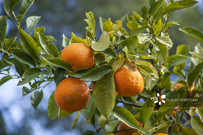 柑橘树图片素材