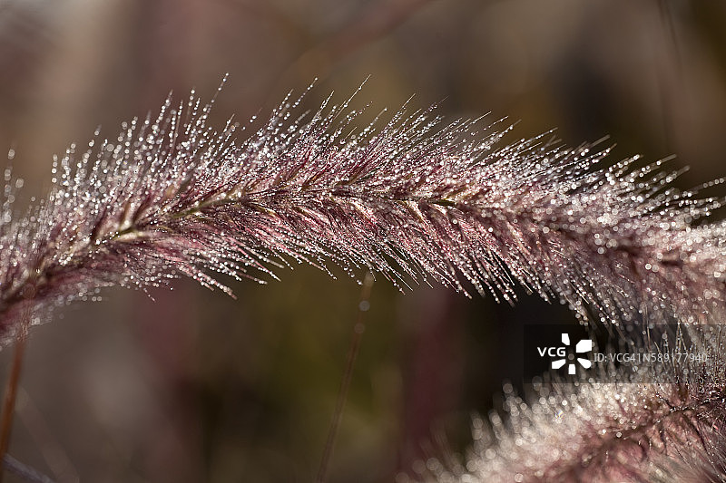 紫穗狼尾草图片素材