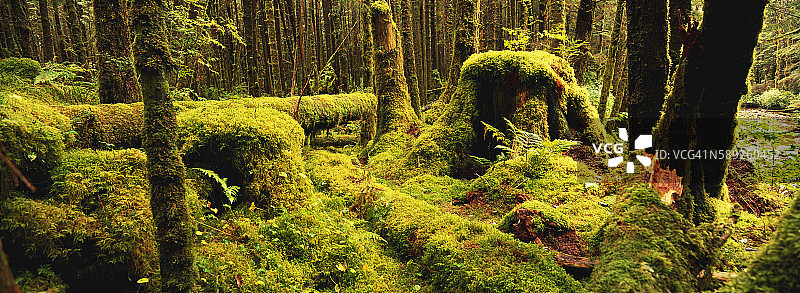 大熊雨林图片素材