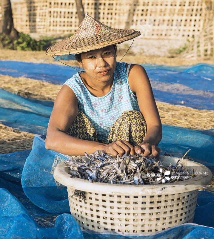 缅甸额布里海滩，妇女整理晒干的鱼图片素材
