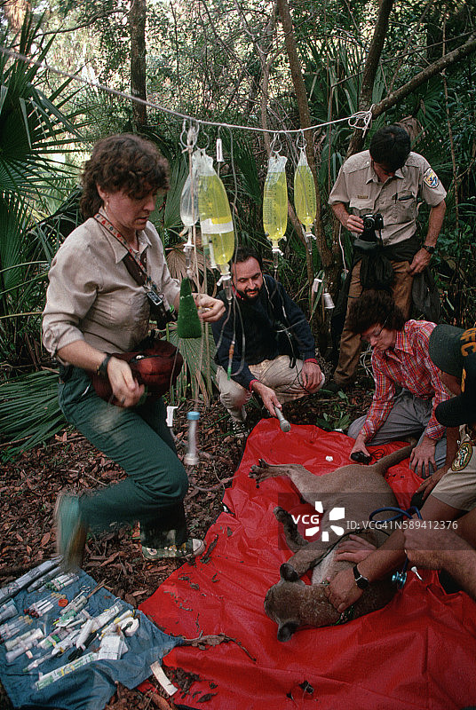 动物控制人员给黑豹喂药图片素材