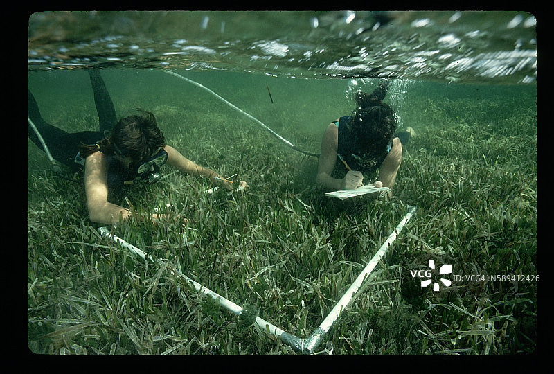 水肺潜水员收集海龟草样本图片素材