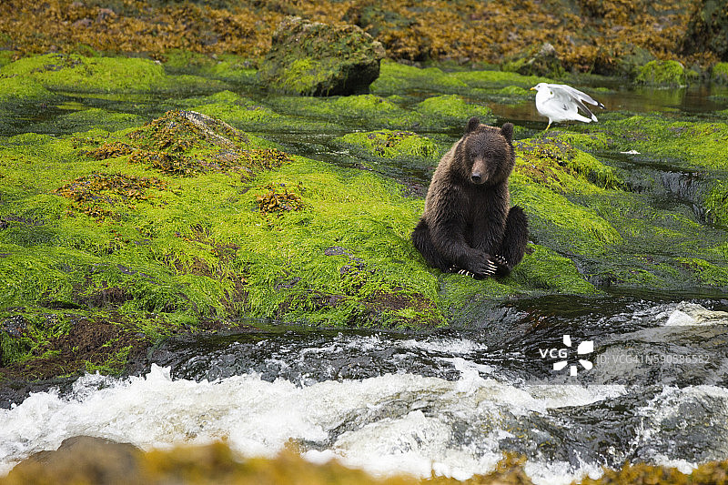 小鹿幼崽在雨林中紧靠岸边图片素材